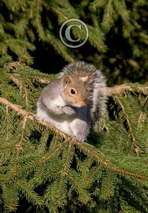 Grey Squirrel DMO582
